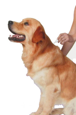 Behandlung von Katzen und Hunden gegen Fl�he und Zecken