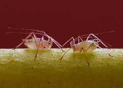 Natürlicher Schutz Ihrer Pflanzen vor Insekten Natürlicher Schutz Ihrer Pflanzen vor Insekten