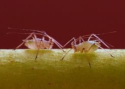 Natrlicher Schutz Ihrer Pflanzen vor Insekten